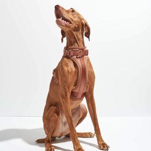 Wild One Walk Kit (Collar, Harness)